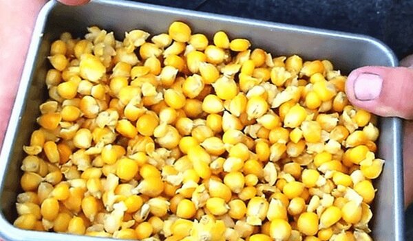 "Пьяная" кукуруза для ловли карпа и карася
