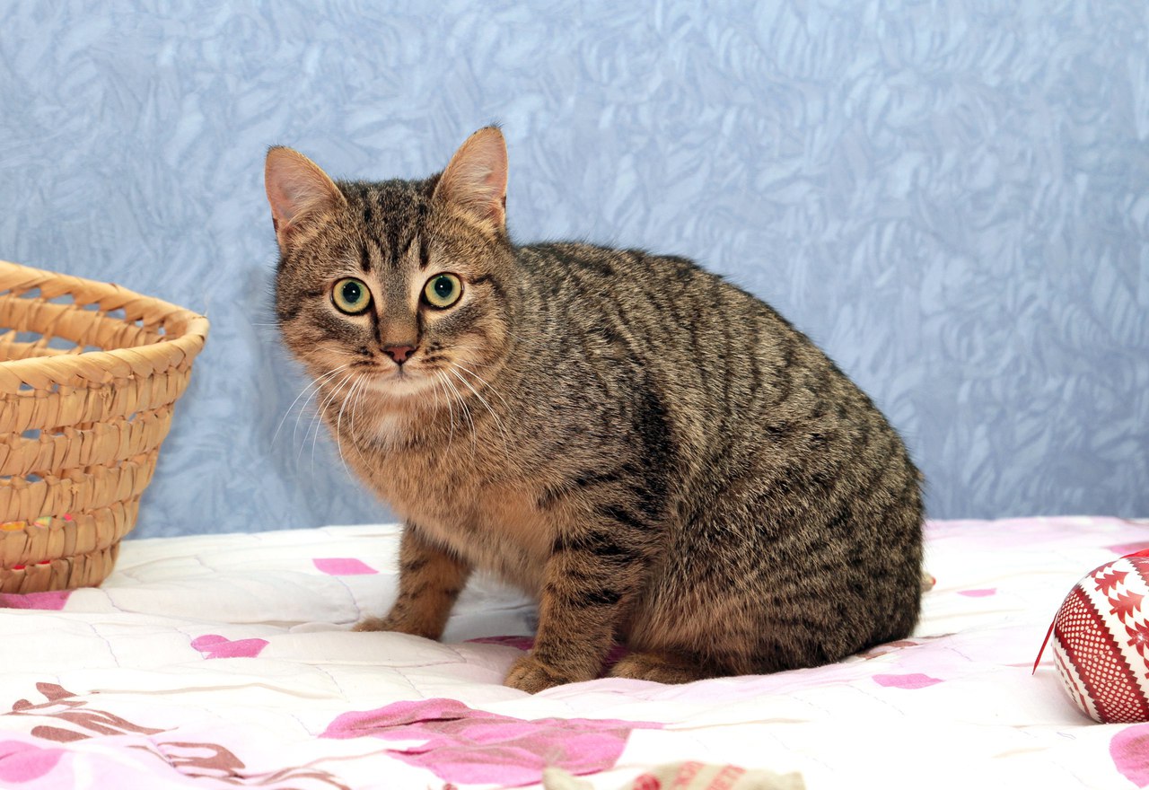 Внимание, укотовители! Не пропустите! Внимание, укотовители! Не пропустите!