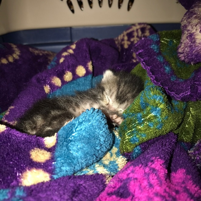 Крошечный котенок Котенок спит