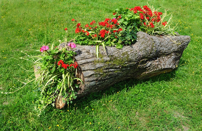 Бревно возможно использовать как горшок для цветов, что станет простым, но оригинальным украшением для сада.