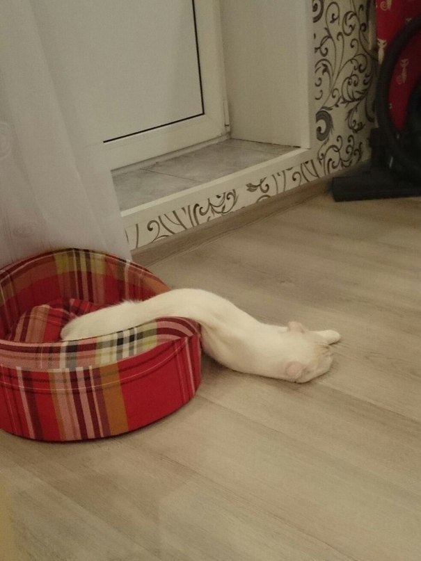 Cat Просто Топленое Cat Просто Топленое