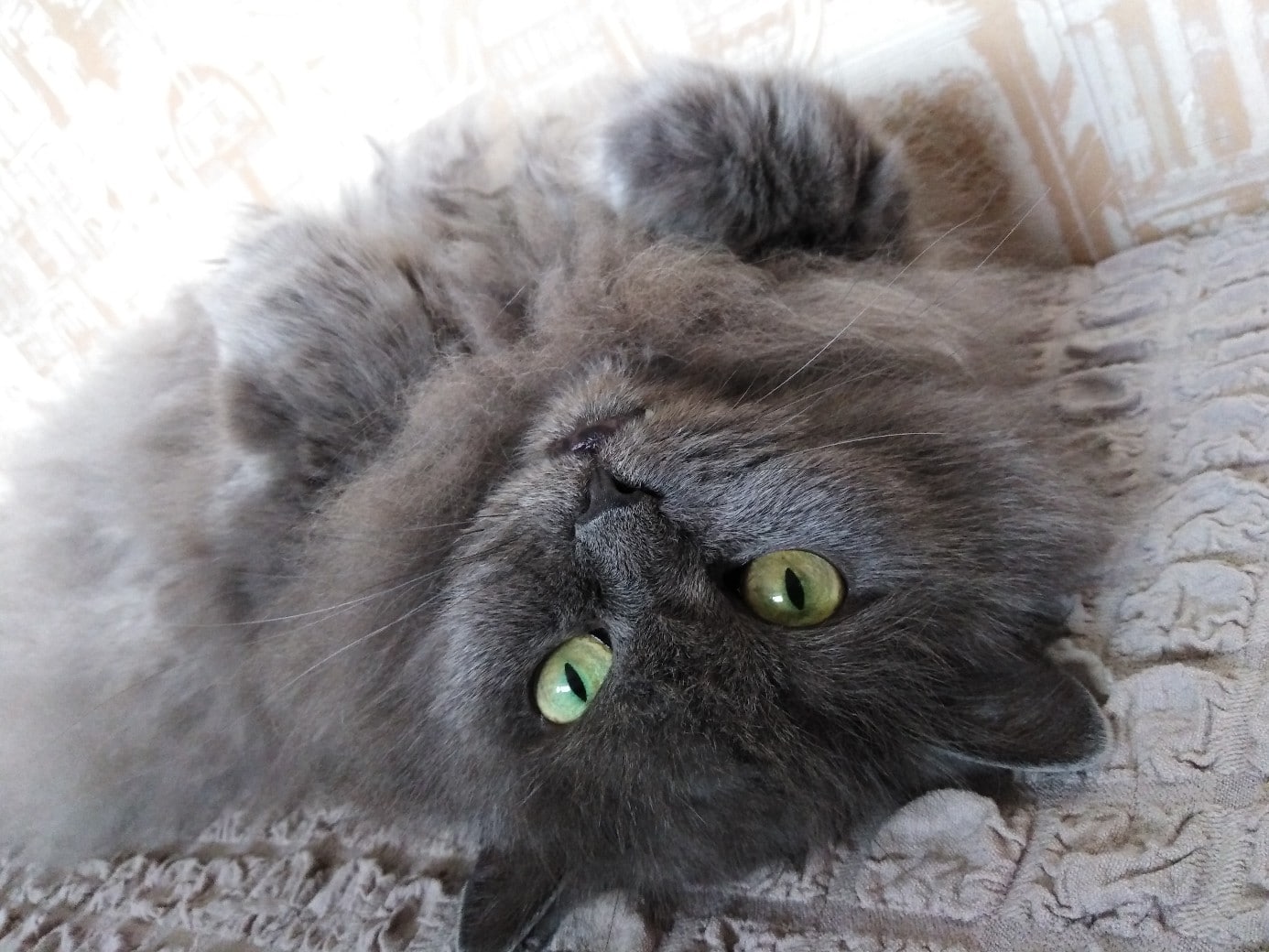 помощь беременной кошке серая кошка