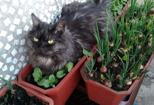 Шкодный кот (весёлая фотоподборка)