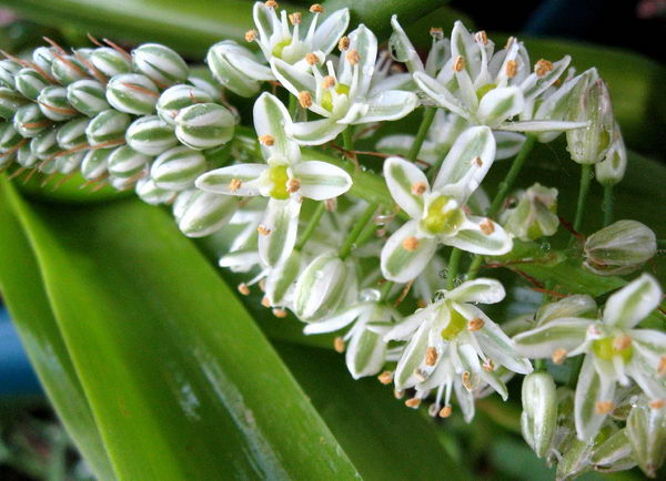 Птицемлечник хвостатый Ornithogalum caudatum фото