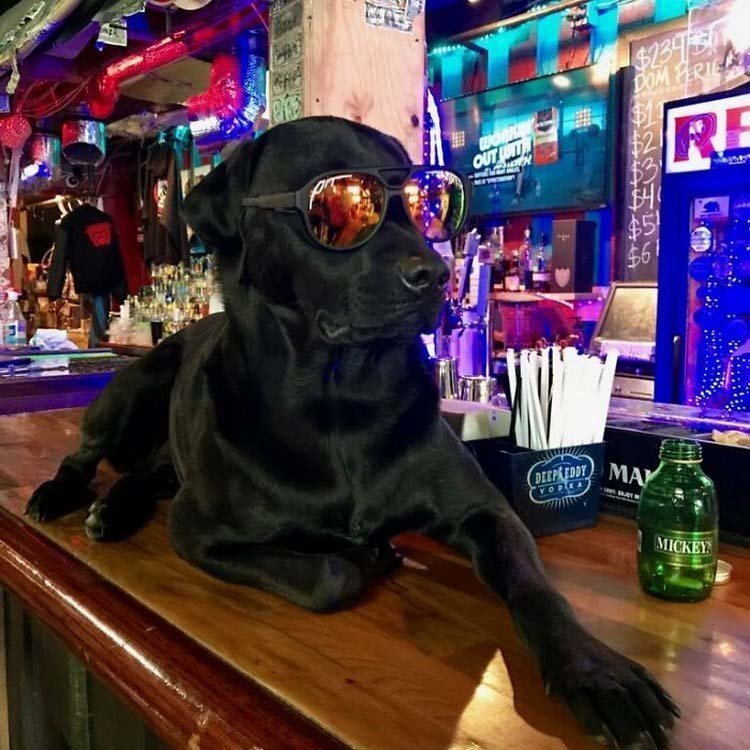 «Jimmy’s на Red Dogs» — это то место, где вы можете выпить, послушать живую музыку или погладить Крузера (Kruzer), собаку бара и одновременно её лицо «Jimmy’s на Red Dogs» — это то место, где вы можете выпить, послушать живую музыку или погладить Крузера (Kruzer), собаку бара и одновременно её лицо в мире, добро, история, кошелек, люди, находка