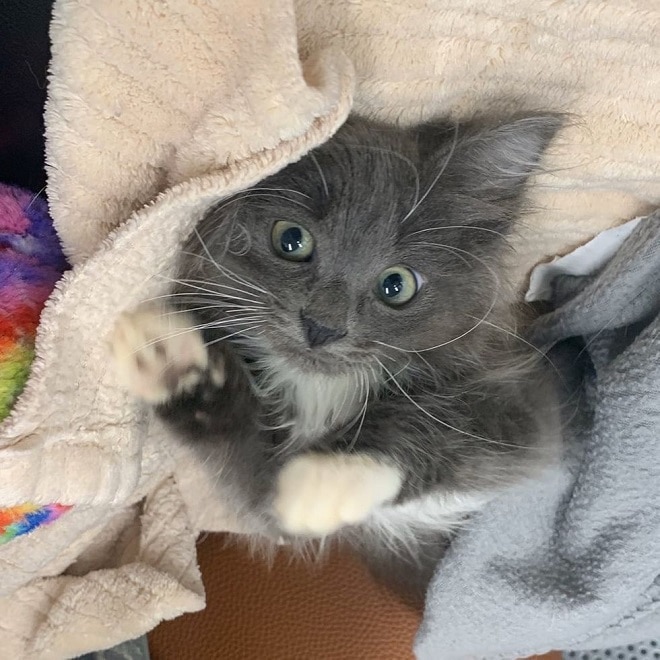 Котенок с белыми лапками Котенок лежит