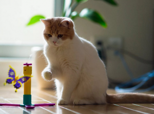 Нужен ли второй котик?