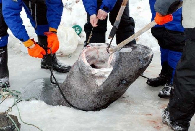 Учёные нашли самое старое животное на земле: этой акуле уже 512 лет