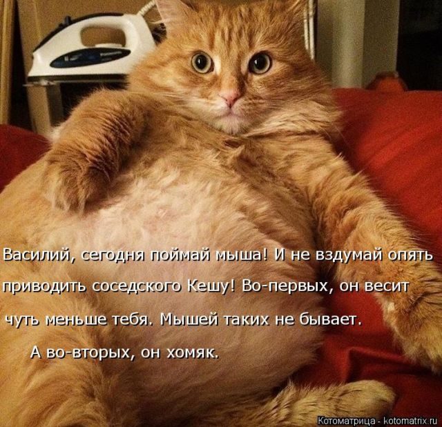 Котоматрицы для подзарядки позитивом))) Котоматрицы для подзарядки позитивом)))