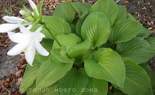 hosta s belymi cvetami