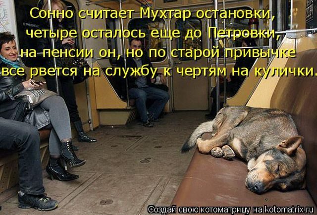 Котоматрицы для подзарядки позитивом))) Котоматрицы для подзарядки позитивом)))
