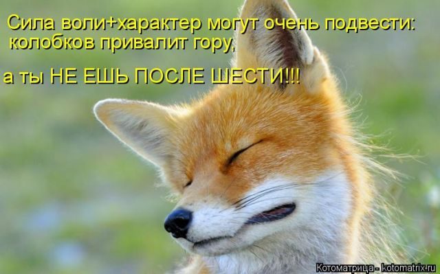 Котоматрицы для подзарядки позитивом))) Котоматрицы для подзарядки позитивом)))
