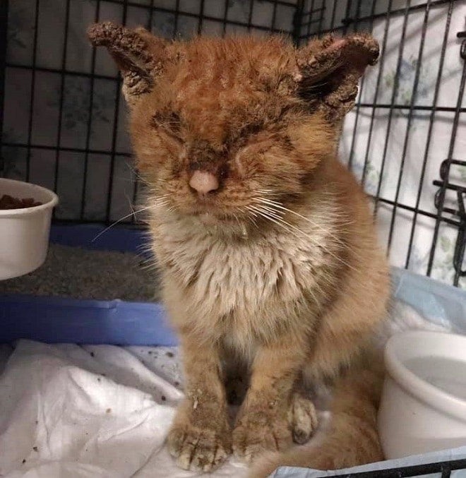 Облезлый кот Кот без глаз