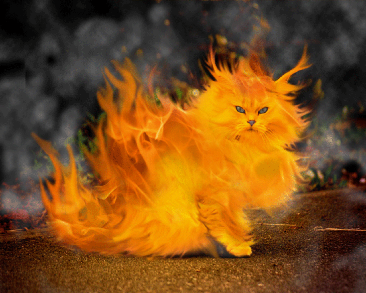 17819-cats-funny-cat
