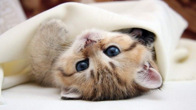 КОТЭ-ФАКТЫ. О ТОМ, ЧЕГО ВЫ НЕ ЗНАЛИ ОБ УСАТЫХ ЛЮБИМЦАХ! КОТЭ-ФАКТЫ. О ТОМ, ЧЕГО ВЫ НЕ ЗНАЛИ ОБ УСАТЫХ ЛЮБИМЦАХ!
