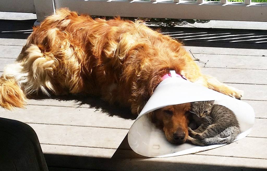 Котипес или песикот