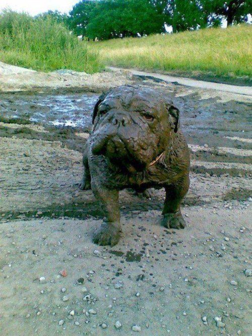 Животные, которые подарят улыбку и поднимут настроение