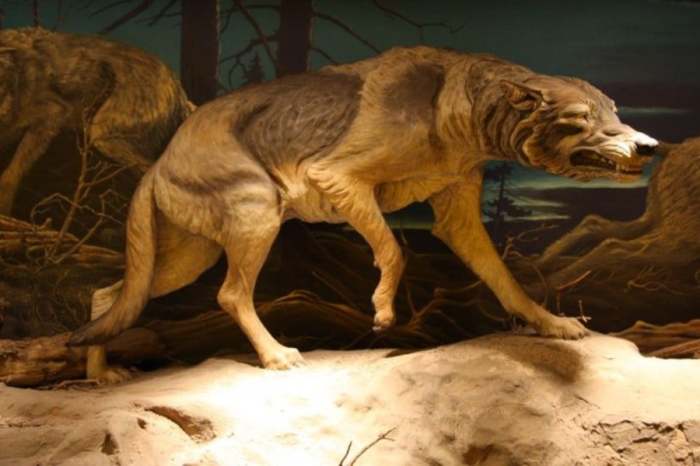 Древний волк. \ Фото: mundoprehistorico.com. Осмеяние Христа, голова волка, загадочные яйца и другие артефакты, найденные в 2020 году