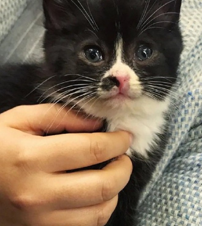 Котенок плачет Котенок и рука