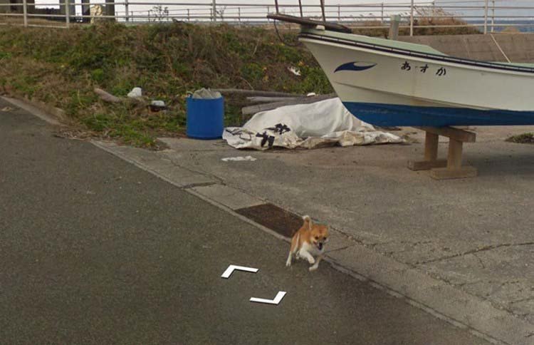 В Японии собака проследовала за автомобилем Google Street View, забавно «испортив» каждую сделанную им фотографию В Японии собака проследовала за автомобилем Google Street View, забавно «испортив» каждую сделанную им фотографию google street view, животные, кадр, собака, юмор