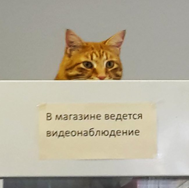 Животные, которых не так-то просто раскусить) Животные, которых не так-то просто раскусить)