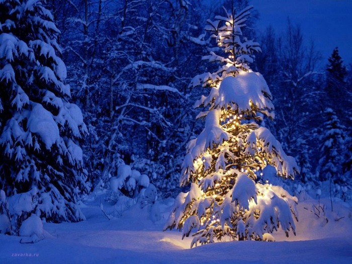 4432201_yayayayayayayayayayayayayayayayayayayayayayayayayayayasfondiboscoinnevato (700x525, 133Kb)