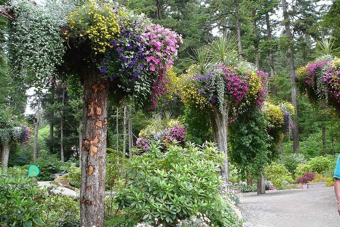 Ботанический сад Glacier Gardens на Аляске Ботанический сад Glacier Gardens на Аляске