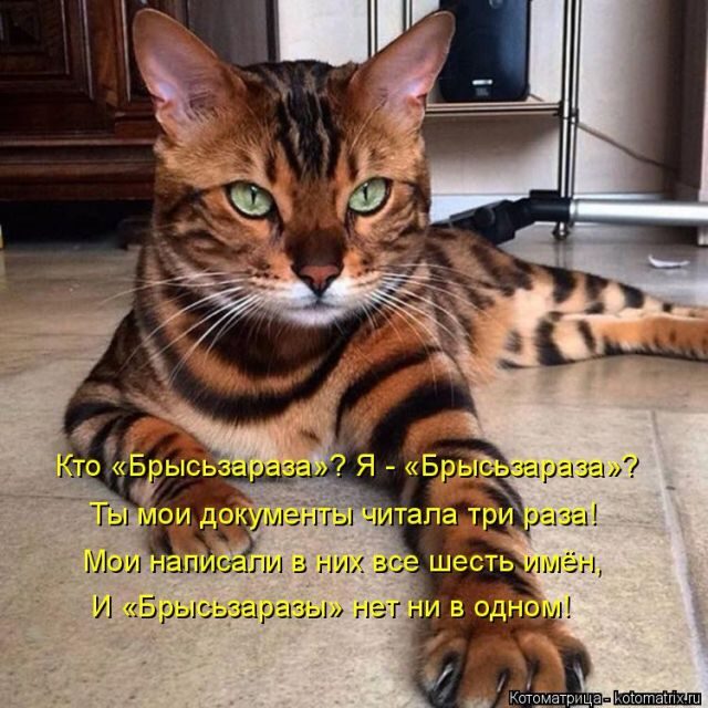 Котоматрицы для подзарядки позитивом))) Котоматрицы для подзарядки позитивом)))