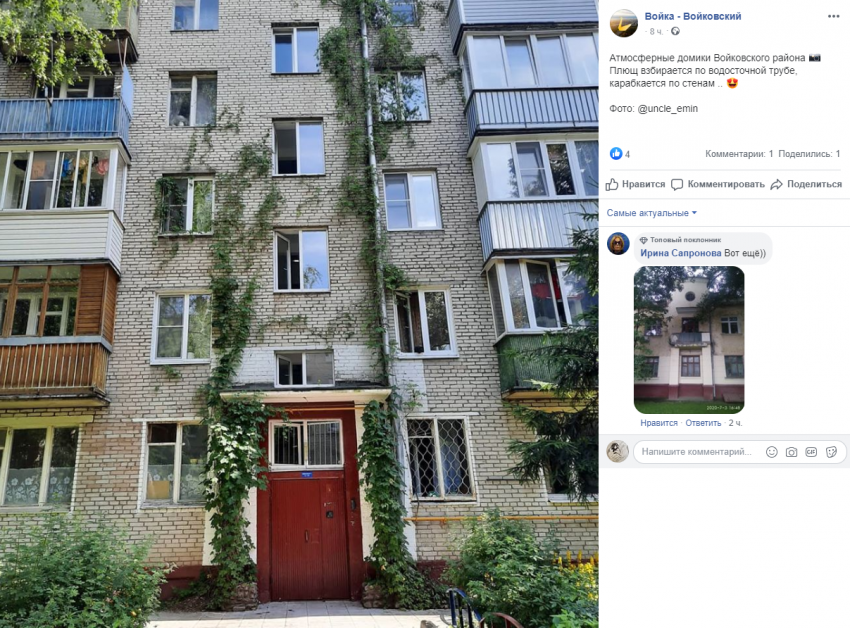 Плющ украсил водосточную трубу