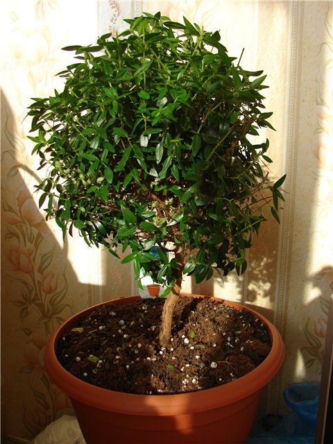 Мирт комнатный.