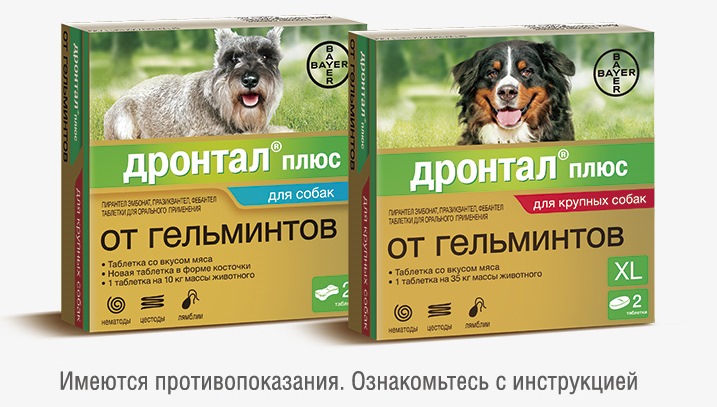 Как избавиться от гельминтов у домашних питомцев Как избавиться от гельминтов у домашних питомцев