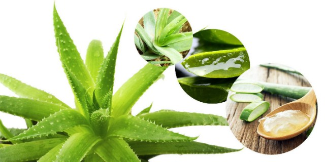 sok_aloe_poleznye_svojstva_sovety_i_recepty__naget_ru-3