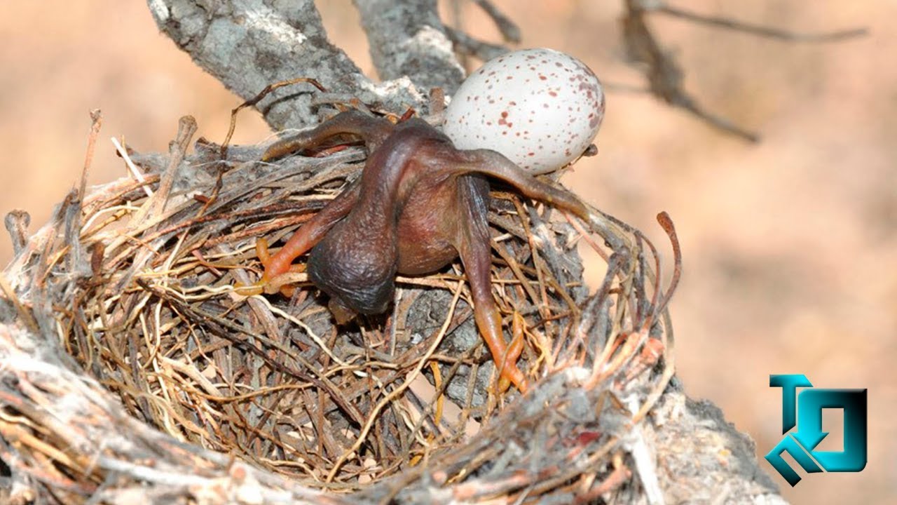 Фотографии птиц с конкурса Bird Photographer