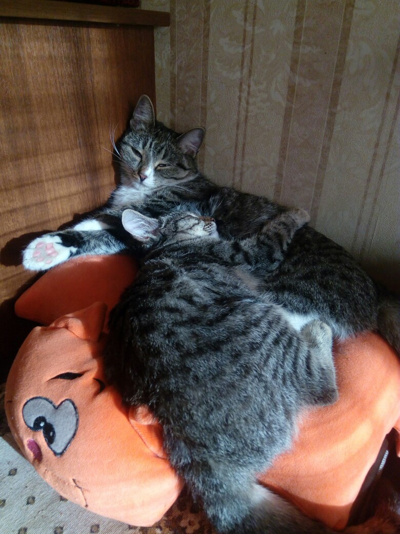 помощь котятам две кошки