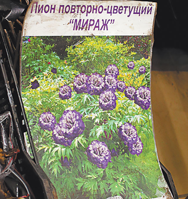 Цветочный лохотрон... или как обманывают доверчивых покупателей?