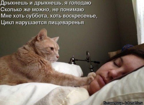 Самые уморительные котоматрицы) Самые уморительные котоматрицы)