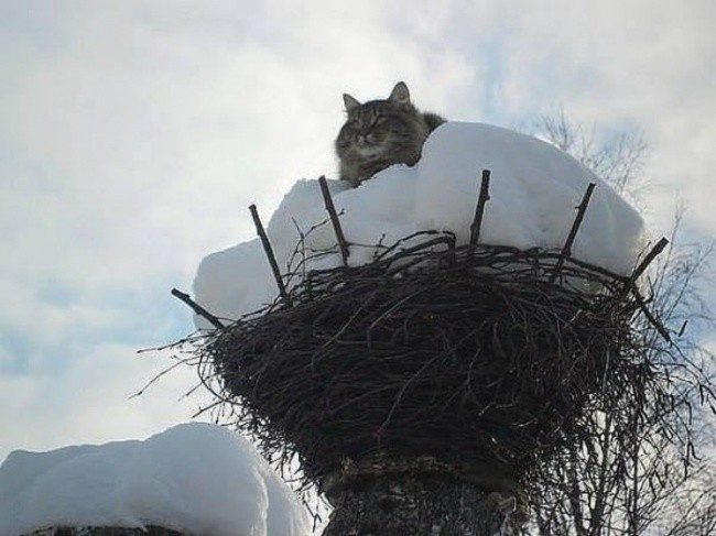 Весна — коты прилетели! Весна — коты прилетели!