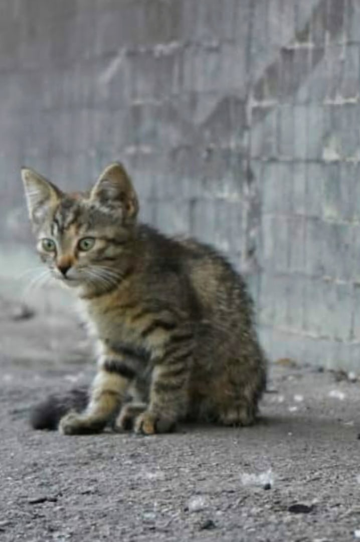 В тех дворах регулярно травят кошек, зачищая подвалы... Помогите!!! Котятам там не выжить!!!