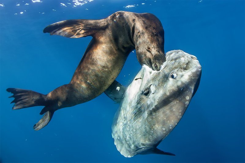 "Убийца гиганта", Ральф Пейс "Убийца гиганта", Ральф Пейс Wildlife Photographer of the Year, животные, конкурс, мир, под водой, природа, фотография, фотомир