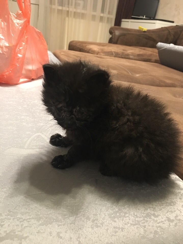 спасение котенка больной котенок