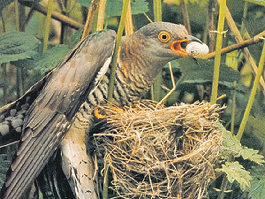 Фотографии птиц с конкурса Bird Photographer