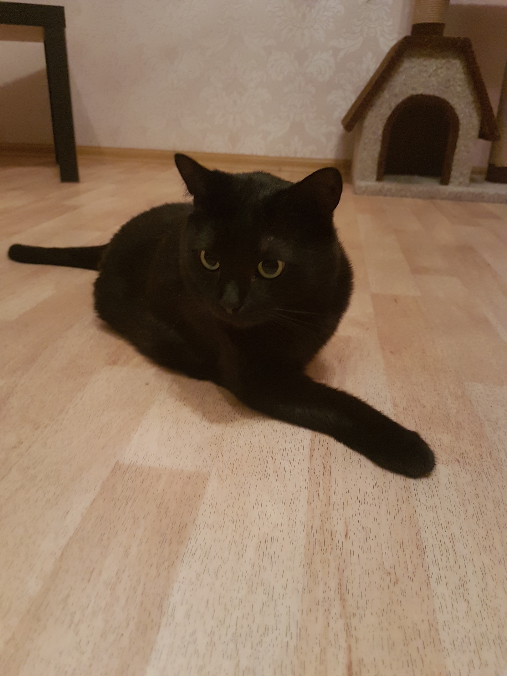 спасение котёнка кот на полу