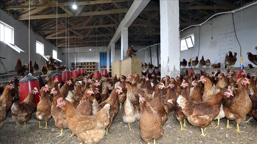 Минсельхоз России: производство продукции птицеводства в текущем году выросло на 7,4%