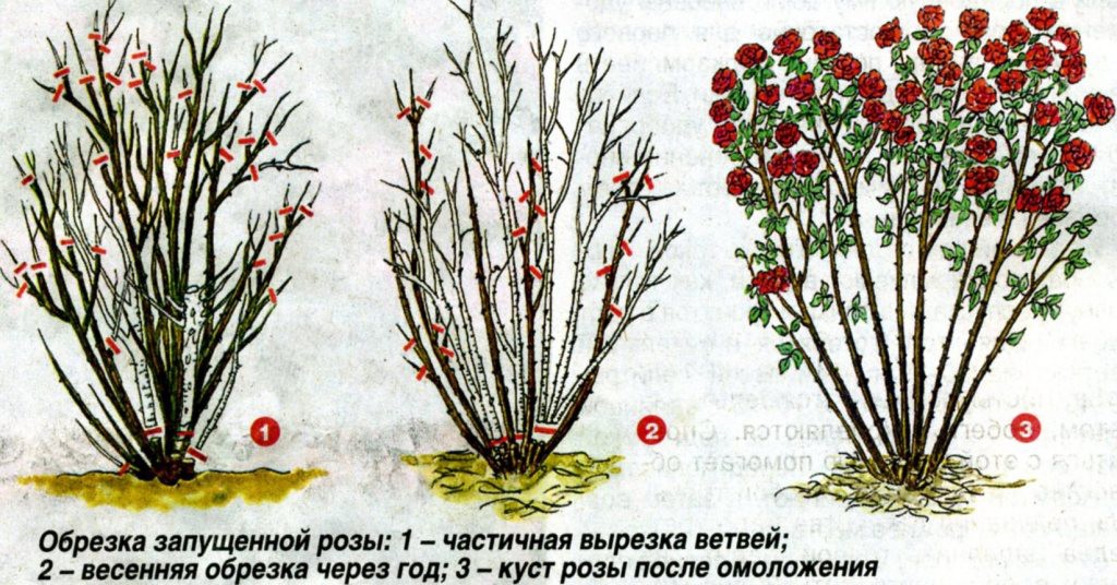САД, ЦВЕТНИК И ОГОРОД. Правильная обрезка роз САД, ЦВЕТНИК И ОГОРОД. Правильная обрезка роз