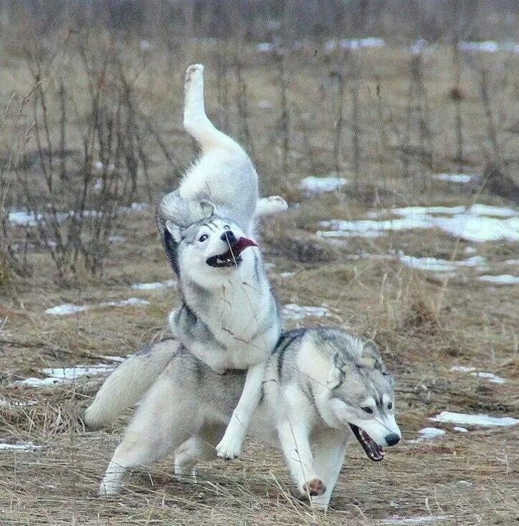 12 забавных фото, на которых хаски дурачатся и поднимают настроение