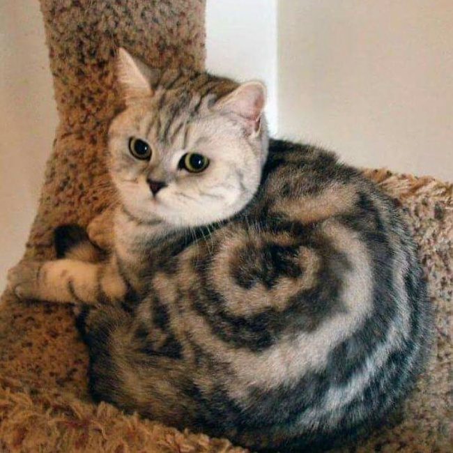 Животные, которых не так-то просто раскусить) Животные, которых не так-то просто раскусить)