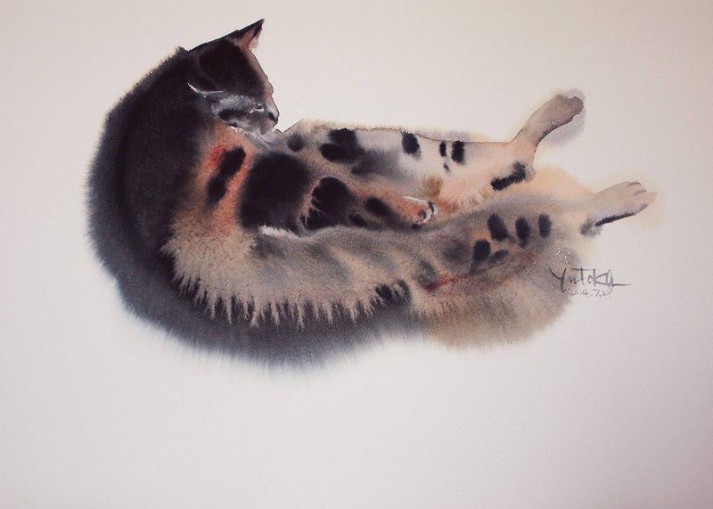 кошки кошки