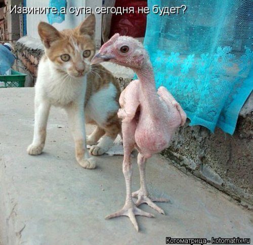 Самые смешные котоматрицы за прошедшую неделю