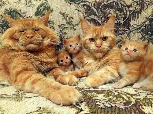 Забавные животные для отличного настроения Забавные животные для отличного настроения
