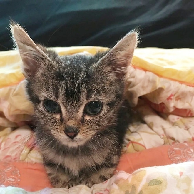 Котенок сложил лапки Котенок лежит